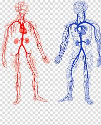Two Human Veins Chart Arteries And Veins Artery Circulatory