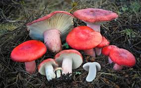 Image result for Russula foetentula