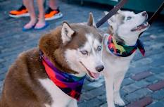 Kokomo Pride Festival