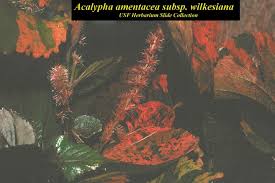 Image result for Acalypha wilkesiana