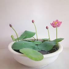 Micro Lotus Bergen Water Gardens Lotus Paradise Neuedekoration Micro Lotus En 2020 Jardin D Eau Decoration Jardin Jardin Aquatique Interieur