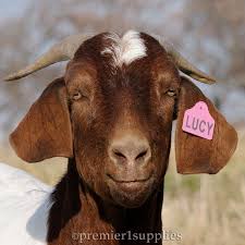 Pin On Happy Sheep Goat Products