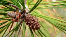 Bonnie The Biologist: Conifers