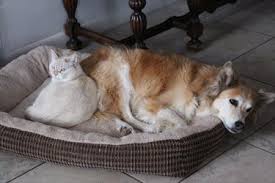 Shockwave lithotripsy, uteroscopy, percutaneous nephrolithomy Cystotomy For Bladder Stones In Dogs And Cats Veterinary Partner Vin
