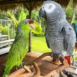 Amazing Animals