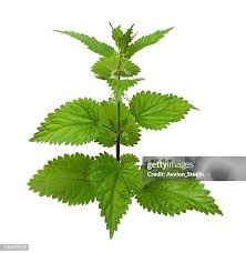 Image result for Urticaceae