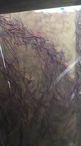 When the ground is wet on a rainy day, worms will crawl out of the earth in search of dry ground. Mass Of Worms Gather In Kansas Basement After May 25 Tornado Flooding Creepy