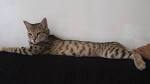 Savannah Cat Owners #1 Guide! | Kitten Cost, Breeders, Advice