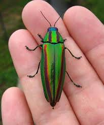This causes the player to stop whatever they are doing to acknowledge the bite, although there are no other effects. Jewel Beetle Animal Crossing Wiki Fandom Insects Beetle Insect Bugs And Insects