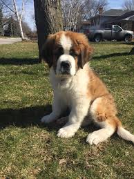 Bernard is a very large breed of working dog from the swiss alps, originally bred for rescue. 6 Week Old Saint Bernard Puppy Off 63 Www Usushimd Com