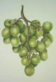 Green Grapes Polychromos Colored Pencils By Rebecca Chamberlain Fruit Art Drawings Colored Pencil Artwork Color Pencil Art