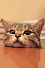Table Cat Pets Cute Animals Animals