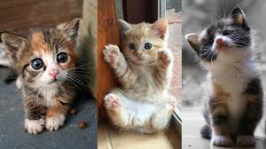 See more ideas about kittens, kittens cutest, crazy cats. Super Cute Kittens In The World Cute Baby Cats 2 Youtube