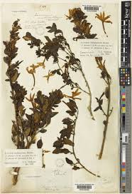 Image result for Jasminum multipartitum