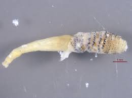 A look at human botfly infestation. Absurd Creature Of The Week Burrowing Botfly Grows Huge Feasting On Your Flesh Wired