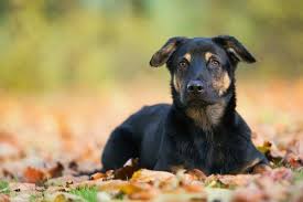 Rather, it is a specific reaction that the some dogs with ibd respond to a change in diet. Ibd In Dogs Causes Symptoms Treatment Canna Pet