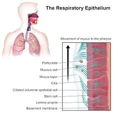 Dec 14, 2018 · the lungs are the main part of your respiratory system. Respiratory Epithelium Wikipedia