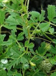Image result for Medicago laciniata