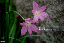 Image result for Zephyranthes minuta