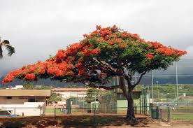 Image result for Delonix