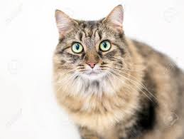 They are also intelligent and can be trained to do tricks. Portrait Of A Brown Tabby Domestic Medium Hair Cat With Green Eyes Stock Photo Picture And Royalty Free Image Image 95825557