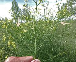 Image result for Sisymbrium burchellii