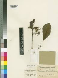 Image result for Combretum psidioides