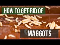 To kill maggots with bleach, mix together 1 cup of bleach with 1 cup of water. Maggot Control How To Get Rid Of Maggots Pest Samurai