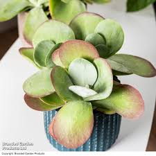 Image result for kalanchoe thyrsiflora