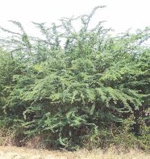 Image result for Prosopis juliflora