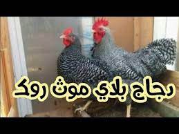 تربية الدجاج البلدي البياض سلالة بلايموث روك الأمريكي جميلة للمشروع youtube rooster animals