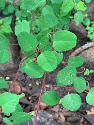 Image result for Helinus