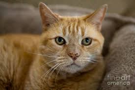 We've compiled a few facts about the orange tabby cat that address common questions like, are all orange cats tabbies? and are all orange tabby cats male? Orange Domestic Short Hair Mackrel Tabby Cat Felis Catus Photograph By Jason O Watson