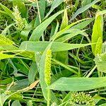 Image result for Setaria restioidea