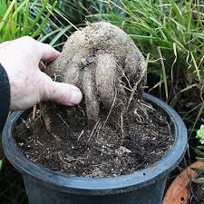 Image result for Erythrina zeyheri