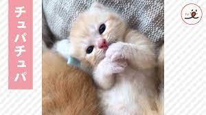 こちらの動画 ぜひとも音声onで御覧ください instagramユーザー c ta tetoさん宅の ちっちゃな子猫たち このとき 生まれて2週間 まだまだよちよち歩きだけど 早くもいろんなものに興味はいっぱいです 大きなあくびをして じぶんのおててをチュパチュパ 早く