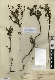 Image result for Spermacoce annua