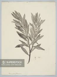 Image result for Rapanea