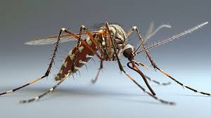 RRI.co.id - Kenali Ciri Nyamuk Aedes Aegypti