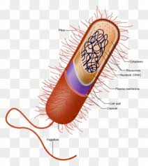 We did not find results for: A Prokaryotic Bacteria Cell Bacteria Animal Free Transparent Png Clipart Images Download