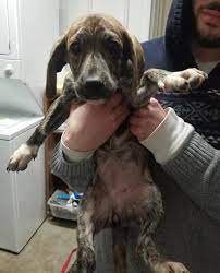 Volunteers at animal rescue foundation say it's unsettling someone. Our New Arf House Animal Rescue Foundation Of Tulsa Facebook