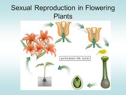 Image result for sexual reproduction in plants