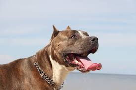 There are many things that play into just how long your pit will live. How Long Do Pit Bulls Live A Guide To The Pit Bull Lifespan