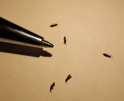 small insects in kitchen cupboards