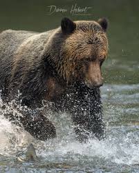 New Images — Darren Hebert Photography