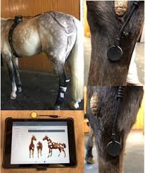 Tendon injuries are so very difficult to deal with and can be career ending. The Equine Hindlimb Proximal Suspensory Ligament An Assessment Of Health And Function By Means Of Its Damping Harmonic Oscillator Properties Measured Using An Acoustic Myography System A New Modality Study Sciencedirect