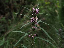 Image result for Leonurus japonicus