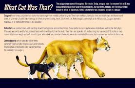 And big cats from the genera puma and panthera. Cougars In Wisconsin Wisconsin Dnr