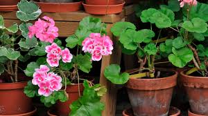 Growing geranium plants is easy as long as you can give them what they need. How To Overwinter Geraniums