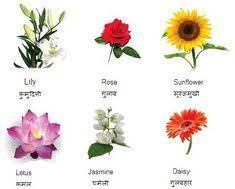 This will be helpful for students and anyone who is looking to find the local names of fruits. Saima Niazi Saimaniazirokhri Profile Pinterest